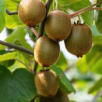 Aktinídia  lahodná - kiwi (Actinidia deliciosa) ´HAYWARD´ - výška 200 cm, kont. 2x C60L – BRÁNA